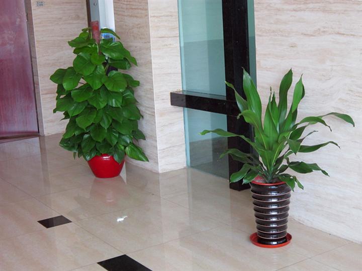 重庆植物(wù)租赁 重庆植物(wù)租赁