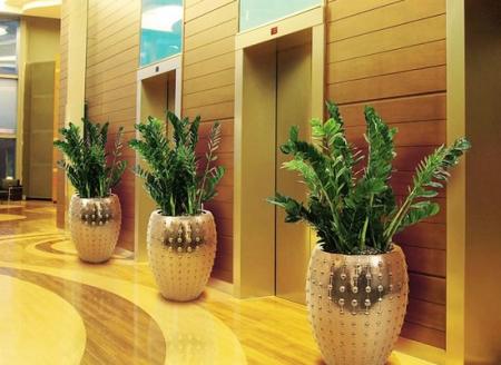 重庆植物(wù)租赁 重庆植物(wù)租赁