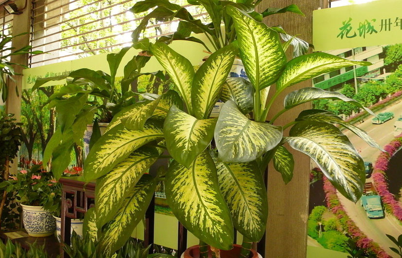 重庆植物(wù)租赁 重庆植物(wù)租赁