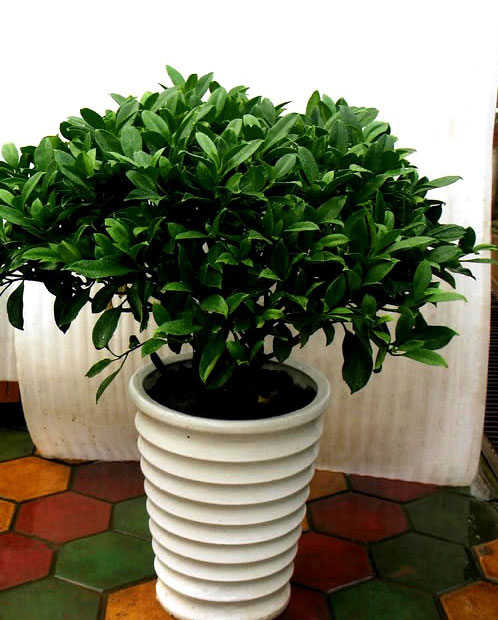 重庆植物(wù)租赁 重庆植物(wù)租赁