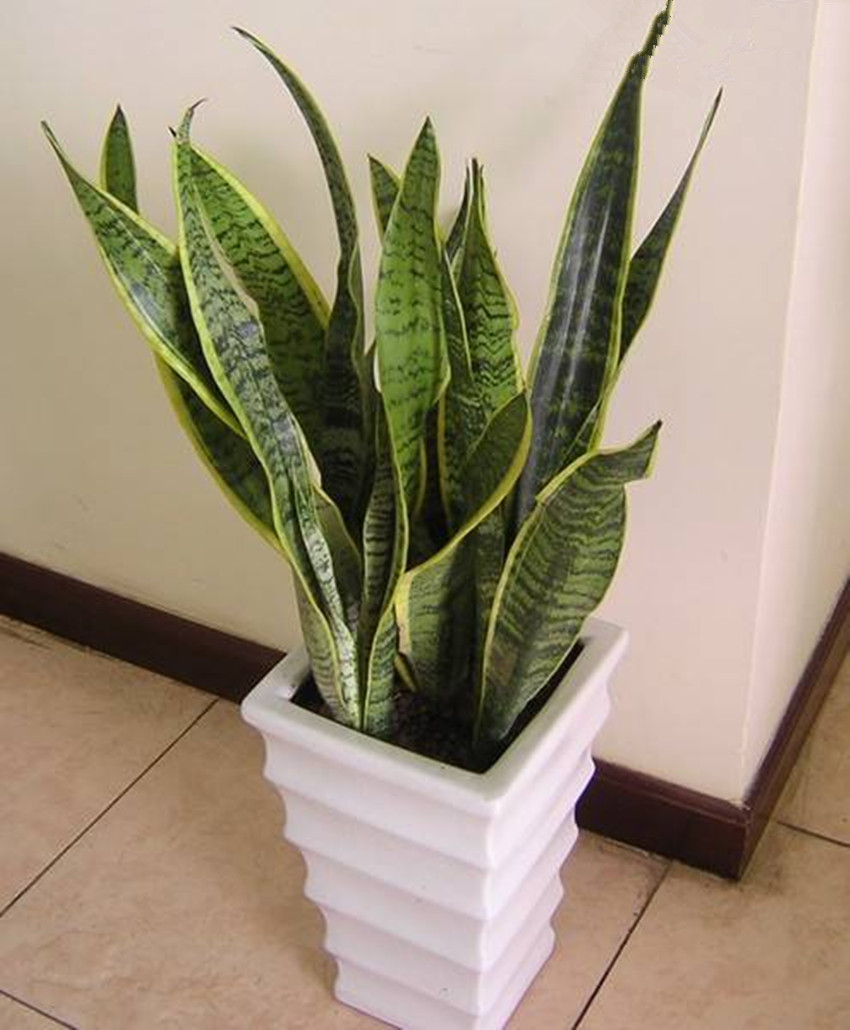 重庆植物(wù)租赁 重庆植物(wù)租赁