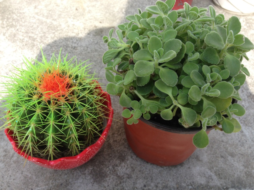 重庆植物(wù)租赁 重庆植物(wù)租赁