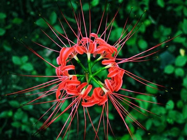 天气冷了，鲜花(huā)应该如何养护？